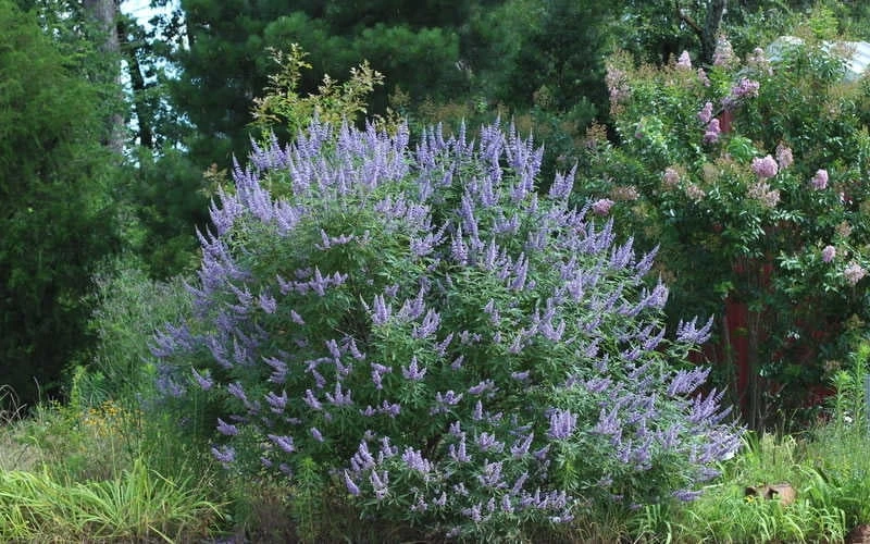 Blue Chaste Tree - Vitex Agnus-castus - 1 Gallon Pot 9 Blue Chaste Tree - Vitex Agnus-castus - 1 Gallon Pot - Image 7