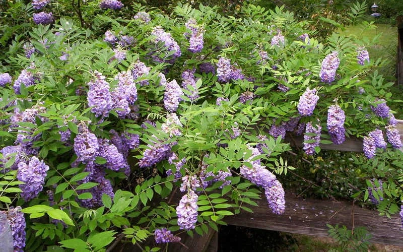 Amethyst Falls Wisteria Vine - 3 Gallon Pot 9 Amethyst Falls Wisteria Vine - 3 Gallon Pot - Image 7