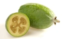 Pineapple Guava - Feijoa Sellowiana - 3 Gallon Pot -Garden Plants Pineapple Guava Fruit