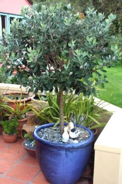 Pineapple Guava - Feijoa Sellowiana - 3 Gallon Pot -Garden Plants Pineapple Guava In Pot 500x750 1