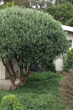 Pineapple Guava - Feijoa Sellowiana - 3 Gallon Pot -Garden Plants Pineapple Guava Tree 21