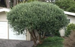 Pineapple Guava - Feijoa Sellowiana - 3 Gallon Pot -Garden Plants Pineapple Guava Tree 22