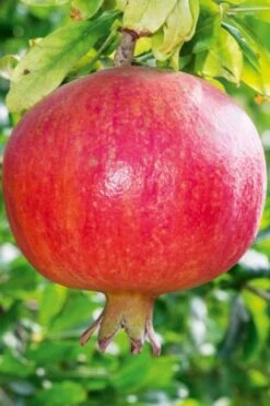 Russian 26 Cold Hardy Pomegranate - 6 Pack Of 1 Gallon Pots 15 Russian 26 Cold Hardy Pomegranate - 6 Pack Of 1 Gallon Pots -Garden Plants Pomegranate Russian 26 10