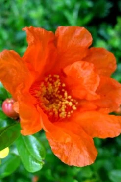 Russian Cold Hardy Pomegranate - 3 Gallon Pot -Garden Plants Pomegranate Russian 26 11 2