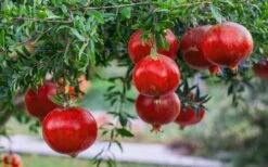Russian 26 Cold Hardy Pomegranate - 3 Gallon Pot 13 Russian 26 Cold Hardy Pomegranate - 3 Gallon Pot -Garden Plants Pomegranate Russian 26 12 1