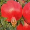Russian 26 Cold Hardy Pomegranate - 6 Pack Of 1 Gallon Pots 1 Russian 26 Cold Hardy Pomegranate - 6 Pack Of 1 Gallon Pots -Garden Plants Pomegranate Russian 26 Rev 500x750 1
