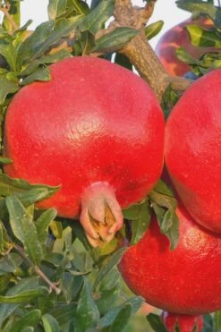Salavatski Cold Hardy Russian Pomegranate - 1 Gallon Pot -Garden Plants Pomegranate Russian 26 Rev 500x750 4