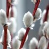 White Flowering Pussy Willow - Salix Caprea - 2 Gallon Pot -Garden Plants Pussy Willow White 2