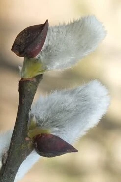 White Flowering Pussy Willow - Salix Caprea - 2 Gallon Pot -Garden Plants Pussy Willow White 3