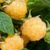 Fall Gold Raspberry - 1 Gallon Pot -Garden Plants Raspberry Fall Gold 1