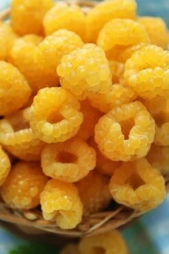 Fall Gold Raspberry - 1 Gallon Pot -Garden Plants Raspberry Fall Gold 2