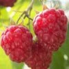 Nova Raspberry - 1 Gallon Pot 1 Nova Raspberry - 1 Gallon Pot -Garden Plants Raspberry Nova 1