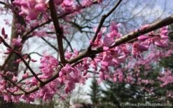 The Rising Sun Redbud Tree - 7 Gallon Pot (3-4') -Garden Plants Redbud Rising Sun 31 1