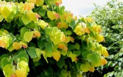 The Rising Sun Redbud Tree - 2 Gallon Pot 15 The Rising Sun Redbud Tree - 2 Gallon Pot -Garden Plants Redbud Rising Sun 33