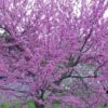 Eastern Redbud - 7 Gallon Pot 2 Eastern Redbud - 7 Gallon Pot -Garden Plants Redbud Tree Eastern 500x750 1