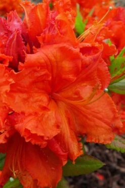 Gibraltar Azalea (Rhododendron) - 3 Gallon Pot -Garden Plants Rhododendron Gibraltar 4