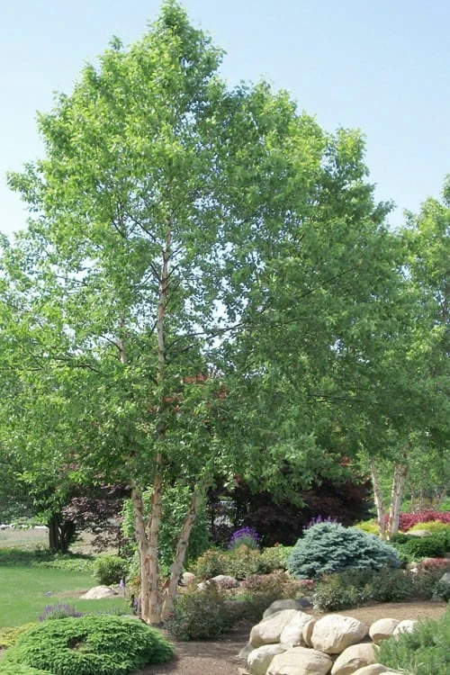 River Birch Tree (Betula Nigra) - 1 Gallon Pot 3 River Birch Tree (Betula Nigra) - 1 Gallon Pot