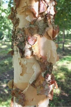 River Birch Tree (Betula Nigra) - 1 Gallon Pot 11 River Birch Tree (Betula Nigra) - 1 Gallon Pot -Garden Plants River Birch 12 2