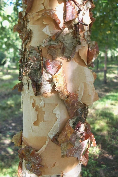 River Birch Tree (Betula Nigra) - 1 Gallon Pot 6 River Birch Tree (Betula Nigra) - 1 Gallon Pot - Image 4