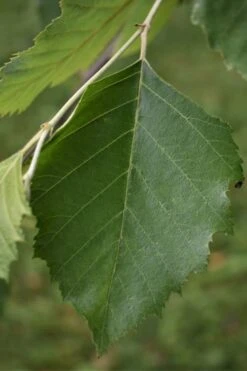 River Birch Tree (Single Trunk) - 3 Gallon Pot -Garden Plants River Birch 13 1