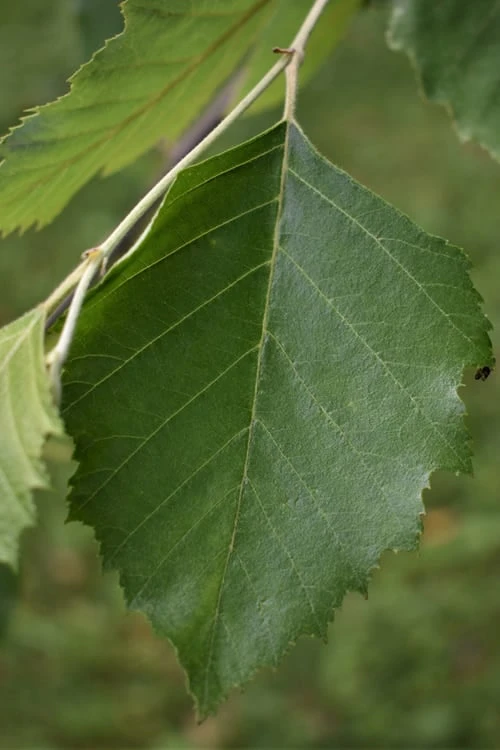 River Birch Tree (Betula Nigra) - 1 Gallon Pot 7 River Birch Tree (Betula Nigra) - 1 Gallon Pot - Image 5