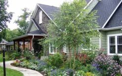 River Birch Tree (Betula Nigra) - 3 Pack Of 1.5 Quart Pots -Garden Plants River Birch Tree B