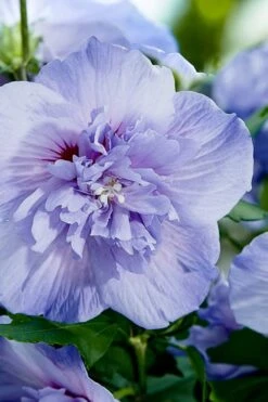 Blue Chiffon Rose Of Sharon - 5 Gallon Pot -Garden Plants Rose Of Sharon Blue Chiffon 10