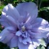 Blue Chiffon Rose Of Sharon - 5 Gallon Pot 1 Blue Chiffon Rose Of Sharon - 5 Gallon Pot -Garden Plants Rose Of Sharon Blue Chiffon 11