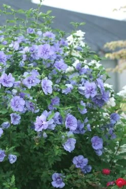 Blue Chiffon Rose Of Sharon - 5 Gallon Pot -Garden Plants Rose Of Sharon Blue Chiffon 5