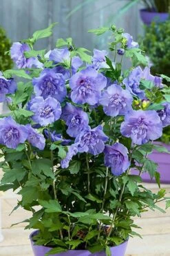 Blue Chiffon Rose Of Sharon - 5 Gallon Pot -Garden Plants Rose Of Sharon BlueChiffon 6