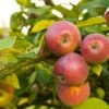 Apple Combo (3 Varieties) 1 Apple Combo (3 Varieties) -Garden Plants Shutterstock 1931241200 a9816af4 87bd 4d49 84f1 1763820f756e