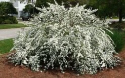 Reeves Bridal Wreath Spirea - 1 Gallon Pot -Garden Plants Spirea Reeves 7