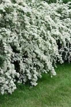 Reeves Bridal Wreath Spirea - 1 Gallon Pot -Garden Plants Spirea Reeves 8