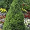 Dwarf Alberta Spruce - 1 Gallon Pot -Garden Plants Spruce Dwarf Alberta Picea 500x750 1