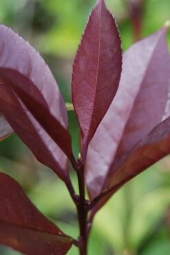 Apricot Echo Tea Olive - Osmanthus Fragrans Aurantiacus - 1 Gallon Pot -Garden Plants Tea Olive Apricot Echo 4