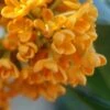 Fragrant Orange Tea Olive - Osmanthus Fragrans Aurantiacus - 1 Gallon Pot -Garden Plants Tea Olive Fragrant Orange 500x750 1