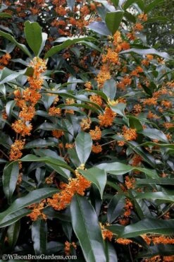 Fragrant Orange Tea Olive - Osmanthus Fragrans Aurantiacus - 6 Pack Of 1 Gallon Pots -Garden Plants Tea Olive Orange 102 1