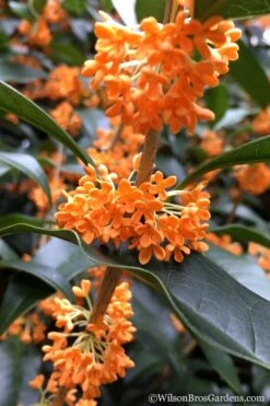 Fragrant Orange Tea Olive - Osmanthus Fragrans Aurantiacus - 6 Pack Of 1 Gallon Pots -Garden Plants Tea Olive Orange 104 1