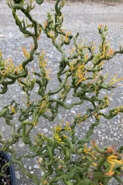 Tiny Dragon Hardy Orange (Poncirus Trifoliata) - 5 Gallon Pot - SALE! 10 Tiny Dragon Hardy Orange (Poncirus Trifoliata) - 5 Gallon Pot - SALE! -Garden Plants Trifoliate Orange Tiny Dragon 1