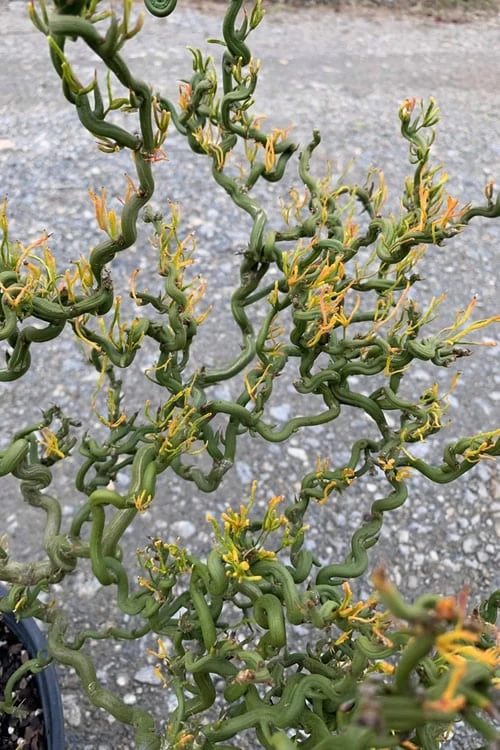 Tiny Dragon Hardy Orange (Poncirus Trifoliata) - 5 Gallon Pot - SALE! 6 Tiny Dragon Hardy Orange (Poncirus Trifoliata) - 5 Gallon Pot - SALE! - Image 4