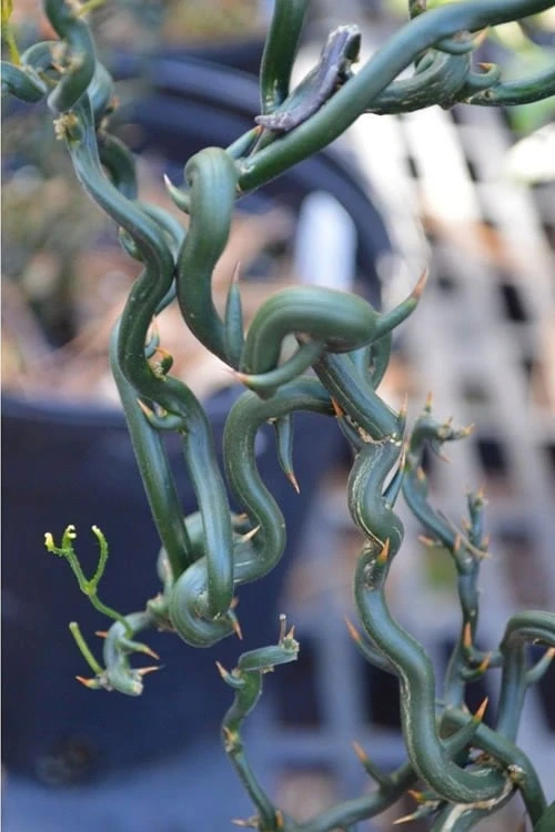 Tiny Dragon Hardy Orange (Poncirus Trifoliata) - 5 Gallon Pot - SALE! 7 Tiny Dragon Hardy Orange (Poncirus Trifoliata) - 5 Gallon Pot - SALE! - Image 5