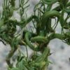 Tiny Dragon Hardy Orange (Poncirus Trifoliata) - 5 Gallon Pot - SALE! -Garden Plants Trifoliate Orange Tiny Dragon 4