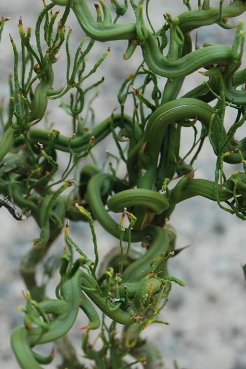 Tiny Dragon Hardy Orange (Poncirus Trifoliata) - 5 Gallon Pot - SALE! 3 Tiny Dragon Hardy Orange (Poncirus Trifoliata) - 5 Gallon Pot - SALE!