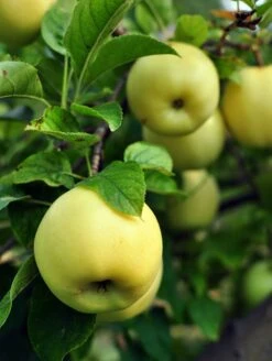 Pristine Apple -Garden Plants Untitleddesign 2caadc1b 1362 4581 93ec 282ac0331da4 2