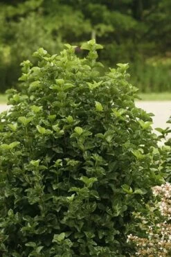 All That Glows Arrowwood Viburnum - 2 Gallon Pot -Garden Plants Viburnum All That Glows 1