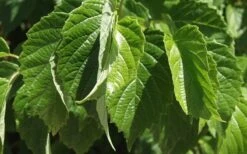 Chicago Luster Arrowwood Viburnum - 1 Gallon Pot -Garden Plants Viburnum Chicago Luster 1 1