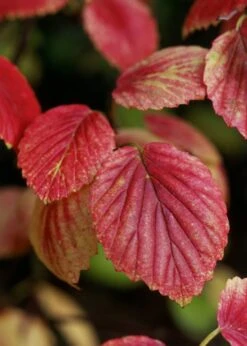 Chicago Luster Arrowwood Viburnum - 3 Gallon Pot -Garden Plants Viburnum Chicago Luster 4