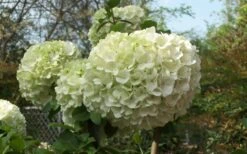 Chinese Snowball Viburnum Bush - 7 Gallon Pot (2-3') 14 Chinese Snowball Viburnum Bush - 7 Gallon Pot (2-3') -Garden Plants Viburnum Chinese Snowball Bloom Green 1