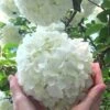 Chinese Snowball Viburnum Bush - 7 Gallon Pot (3-4') -Garden Plants Viburnum Chinese Snowball Rev 500x750 3