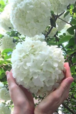 Chinese Snowball Viburnum Bush - 6 Pack Of 1 Gallon Pots